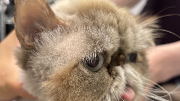猫　耳垢腺癌　全耳道切除手術