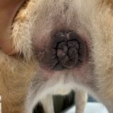犬　アトピー性皮膚炎　治療法　新しい治療法