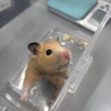 ハムスター　子宮蓄膿症　手術