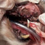 歯根膿瘍　犬　犬歯　くしゃみ