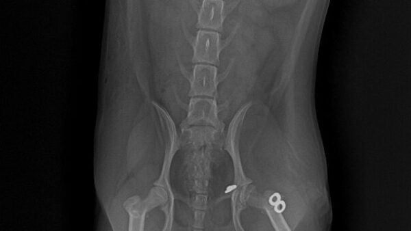 犬の股関節脱臼　骨頭靭帯再建術