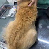 猫　脱毛症　治療経過