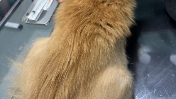 猫　脱毛症　治療経過