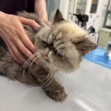 猫　耳垢腺癌摘出術　全耳道切除　術後