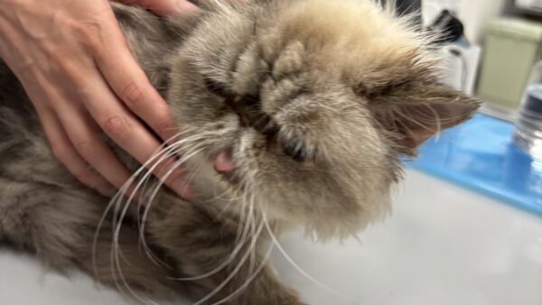 猫　耳垢腺癌摘出術　全耳道切除　術後