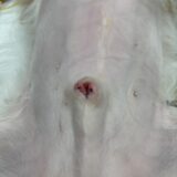 犬　陰茎が出たまま　嵌頓包茎