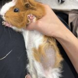 モルモット　ホルモン性脱毛　卵巣摘出術