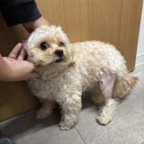 膝蓋骨脱臼　パテラ　術後リハビリ　レーザー治療