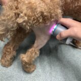 膝蓋骨脱臼　術後　レーザー治療