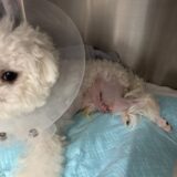 膝蓋骨脱臼　グレード４　重症　パテラ　外科手術
