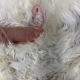 チンチラ　子宮蓄膿症　子宮卵巣摘出　手術