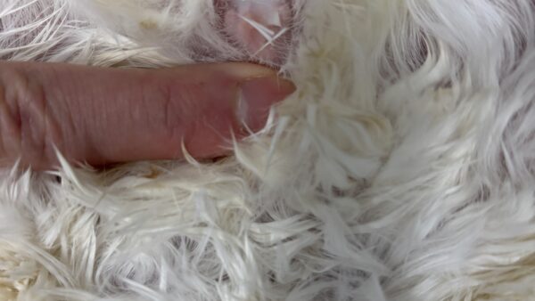 チンチラ　子宮蓄膿症　子宮卵巣摘出　手術