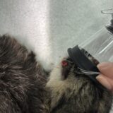 猫　皮膚　アポクリン腺癌　摘出手術