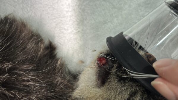 猫　皮膚　アポクリン腺癌　摘出手術