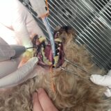 高齢犬　歯石取り