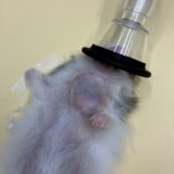 ハムスター　複数腫瘍　摘出