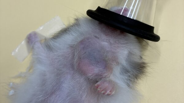 ハムスター　複数腫瘍　摘出