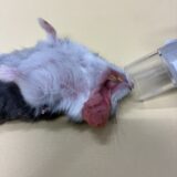 ハムスター　頬袋　脱出