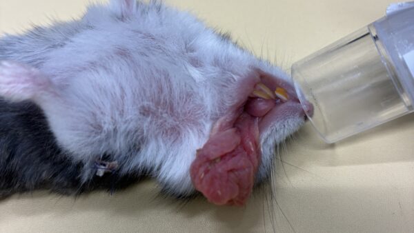 ハムスター　頬袋　脱出