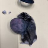 ハムスター　大型腫瘍　摘出手術