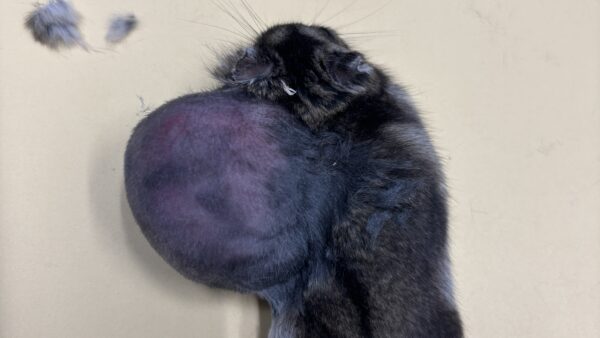 ハムスター　大型腫瘍　摘出手術