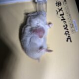 ハムスター　腫瘍摘出　手術