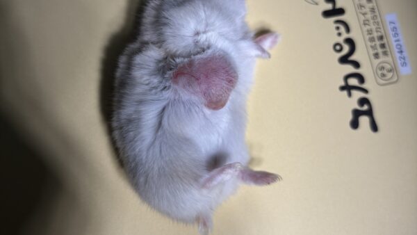 ハムスター　腫瘍摘出　手術