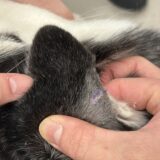 耳を噛まれてしまった犬　シベリアンハスキー