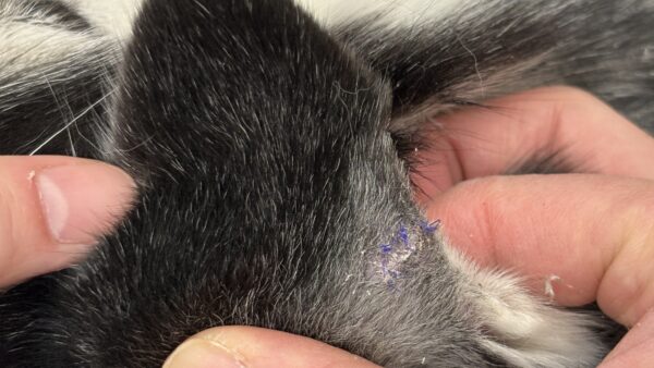 耳を噛まれてしまった犬　シベリアンハスキー