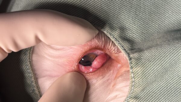 チェリーアイ　瞬膜腺脱出　手術