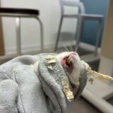 ハムスター　過長歯　前歯が伸びている