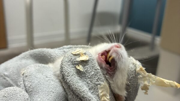 ハムスター　過長歯　前歯が伸びている