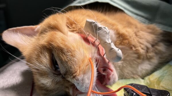 下顎の骨　骨折　手術　外傷　肝リピドーシス併発
