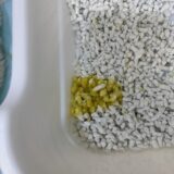 猫　肝リピドーシス　脂肪肝　食欲不振