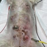 犬の乳腺炎　乳腺が腫れている　避妊手術　乳腺摘出手術