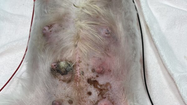 犬の乳腺炎　乳腺が腫れている　避妊手術　乳腺摘出手術