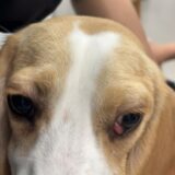 チェリーアイ　犬　整復手術