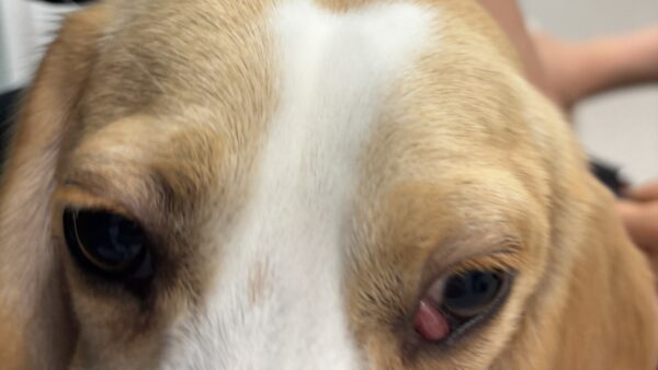 チェリーアイ　犬　整復手術