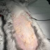 うさぎ　子宮腺癌　摘出手術