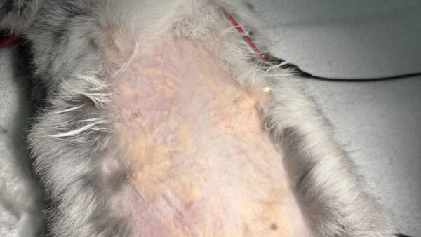 うさぎ　子宮腺癌　摘出手術