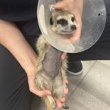 ミーアキャット　胃内異物　摘出手術