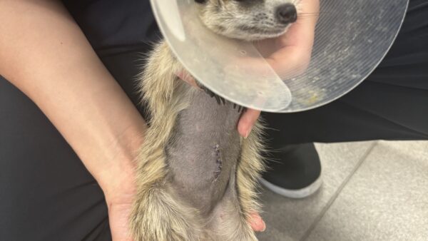 ミーアキャット　胃内異物　摘出手術