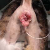 猫の肛門腫瘍　肛門摘出　人工肛門（ストーマ）
