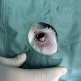 チェリーアイ　瞬膜腺脱出　整復手術