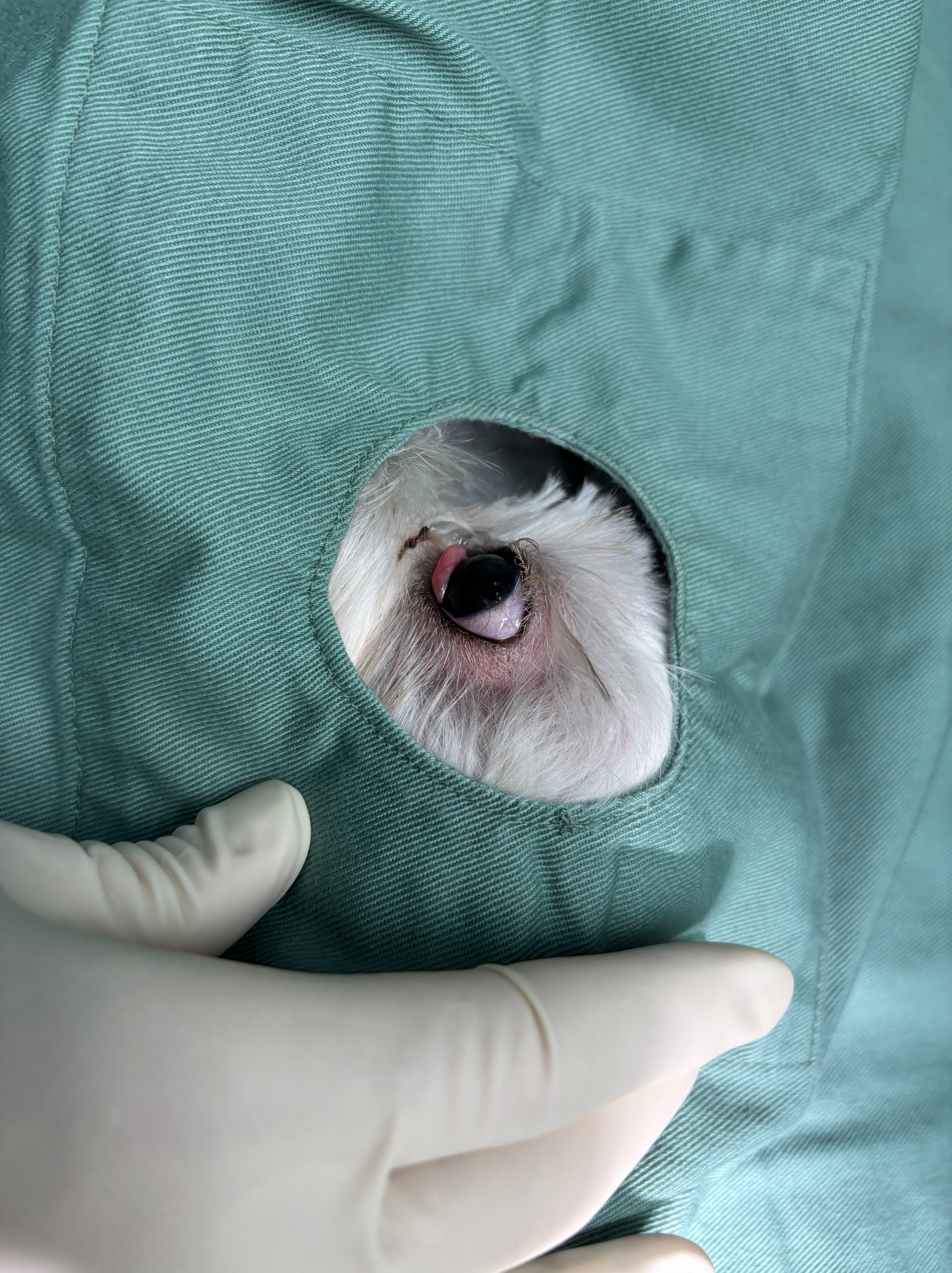 チェリーアイ 瞬膜腺脱出 整復手術 - 登戸動物医療センター｜年中無休