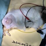 モルモット　皮膚腫瘍　摘出手術