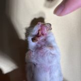 ハムスター　口の腫瘍　摘出手術