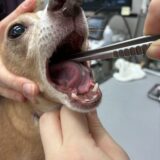ご自宅での投薬の方法
