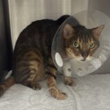 猫　血栓症　脚を引きずる　心筋症
