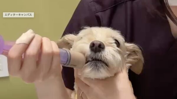 ご自宅での強制給餌の方法　注射器からご飯をあげる方法